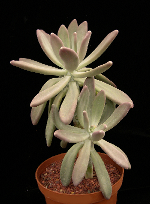  (Pachyphytum kimnachii - JE-5305)  @11 [ ] Unspecified (default): All Rights Reserved  Unspecified Unspecified