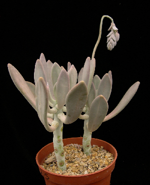  (Pachyphytum longifolium - JE-6276)  @11 [ ] Unspecified (default): All Rights Reserved  Unspecified Unspecified