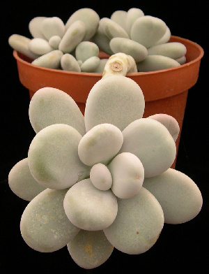  (Pachyphytum oviferum - JE-6038)  @11 [ ] Unspecified (default): All Rights Reserved  Unspecified Unspecified