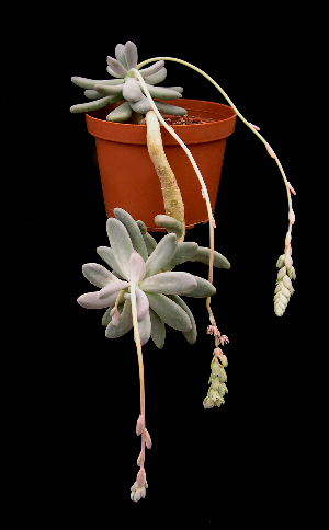  (Pachyphytum saltense - JE-3644)  @11 [ ] Unspecified (default): All Rights Reserved  Unspecified Unspecified