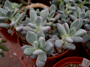  (Pachyphytum garciae - JE-5885)  @11 [ ] Unspecified (default): All Rights Reserved  Unspecified Unspecified