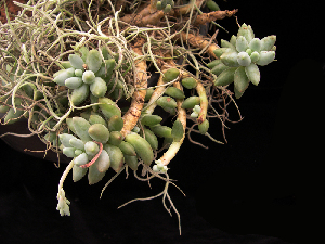  (Pachyphytum rzedowskii - JE-5562)  @11 [ ] Unspecified (default): All Rights Reserved  Unspecified Unspecified