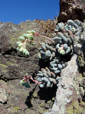  (Pachyphytum brachetii - JE-4350)  @11 [ ] Unspecified (default): All Rights Reserved  Unspecified Unspecified