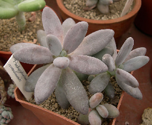  (Pachyphytum machucae - JE-5071)  @11 [ ] Unspecified (default): All Rights Reserved  Unspecified Unspecified