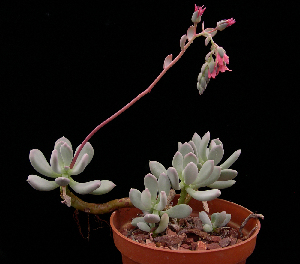  (Pachyphytum glutinicaule - JE-5653)  @11 [ ] Unspecified (default): All Rights Reserved  Unspecified Unspecified