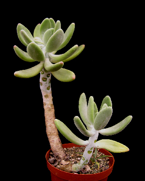  (Pachyphytum fittkaui - JE-5237)  @11 [ ] Unspecified (default): All Rights Reserved  Unspecified Unspecified