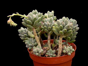  (Pachyphytum brevifolium - JE-5048)  @11 [ ] Unspecified (default): All Rights Reserved  Unspecified Unspecified