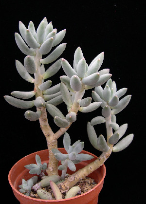  (Pachyphytum hookeri - JE-5036)  @11 [ ] Unspecified (default): All Rights Reserved  Unspecified Unspecified