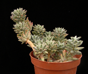  (Pachyphytum - JE-5273)  @11 [ ] Unspecified (default): All Rights Reserved  Unspecified Unspecified