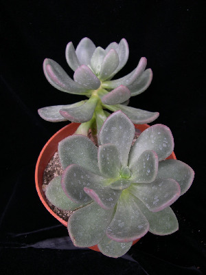  (Cremnophila - JE-5677)  @11 [ ] Unspecified (default): All Rights Reserved  Unspecified Unspecified