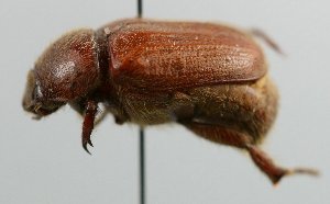  (Philochloenia bonariensis - MACN ASI MKC 0061)  @11 [ ] CreativeCommons - Attribution Non-Commercial Share-Alike (2012) Paula Florencia Zermoglio, Jose; Emilio Crespo Museo Argentino de Ciencias Naturales