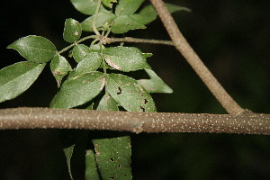 (Lonchocarpus minimiflorus - BioBot00049)  @11 [ ] Copyright (2010) Unspecified Unspecified