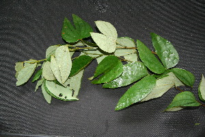  ( - BioBot00197)  @11 [ ] Copyright (2010) Unspecified Unspecified