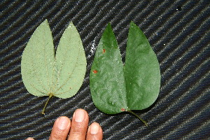  ( - BioBot00197)  @11 [ ] Copyright (2010) Unspecified Unspecified