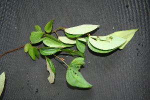  ( - BioBot00200)  @11 [ ] Copyright (2010) Unspecified Unspecified