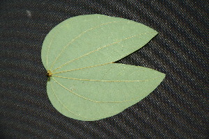  ( - BioBot00200)  @11 [ ] Copyright (2010) Unspecified Unspecified