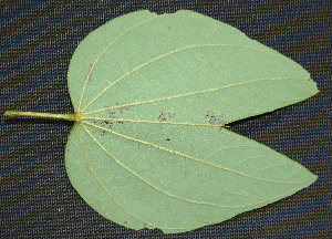  ( - BioBot00241)  @11 [ ] Copyright (2010) Unspecified Unspecified