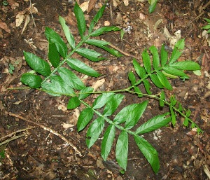  ( - BioBot00335)  @11 [ ] Copyright (2010) Unspecified Unspecified