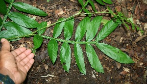  ( - BioBot00335)  @11 [ ] Copyright (2010) Unspecified Unspecified