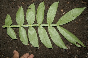  ( - BioBot00335)  @11 [ ] Copyright (2010) Unspecified Unspecified