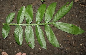  ( - BioBot00335)  @11 [ ] Copyright (2010) Unspecified Unspecified