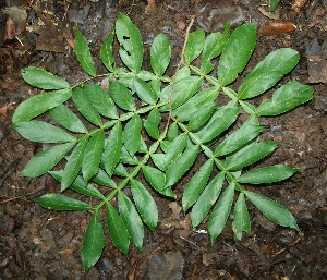  ( - BioBot00337)  @11 [ ] Copyright (2010) Unspecified Unspecified