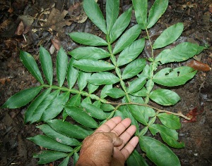  ( - BioBot00337)  @11 [ ] Copyright (2010) Unspecified Unspecified