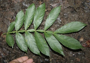 ( - BioBot00337)  @11 [ ] Copyright (2010) Unspecified Unspecified
