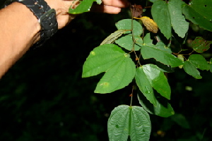  ( - BioBot00412)  @11 [ ] Copyright (2010) Unspecified Unspecified