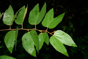  ( - BioBot00412)  @11 [ ] Copyright (2010) Unspecified Unspecified