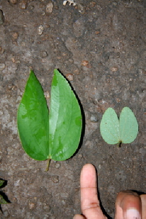  ( - BioBot00412)  @11 [ ] Copyright (2010) Unspecified Unspecified