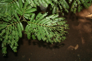  ( - BioBot00451)  @11 [ ] Copyright (2010) Unspecified Unspecified