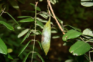  ( - BioBot00473)  @11 [ ] Copyright (2010) Unspecified Unspecified