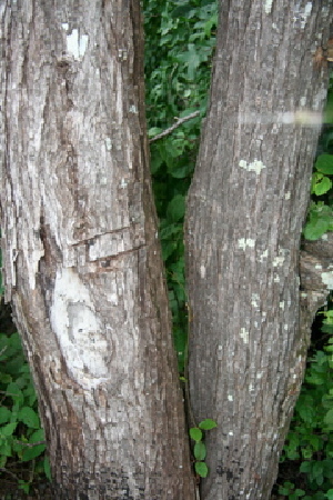  ( - BioBot00474)  @11 [ ] Copyright (2010) Unspecified Unspecified