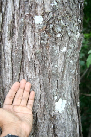  ( - BioBot00474)  @11 [ ] Copyright (2010) Unspecified Unspecified