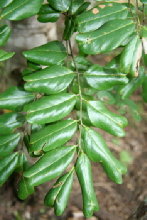  ( - BioBot00474)  @11 [ ] Copyright (2010) Unspecified Unspecified