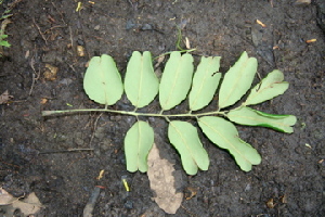  ( - BioBot00474)  @11 [ ] Copyright (2010) Unspecified Unspecified