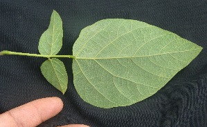  ( - BioBot05070)  @11 [ ] Copyright (2010) Unspecified Unspecified