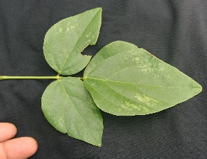  ( - BioBot05071)  @11 [ ] Copyright (2010) Unspecified Unspecified