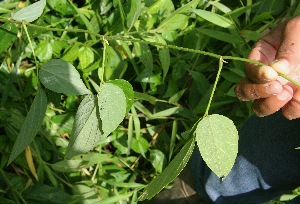  ( - BioBot05071)  @11 [ ] Copyright (2010) Unspecified Unspecified