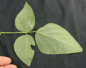  ( - BioBot05071)  @11 [ ] Copyright (2010) Unspecified Unspecified