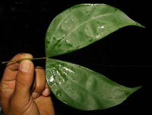  ( - BioBot05120)  @11 [ ] Copyright (2010) Unspecified Unspecified