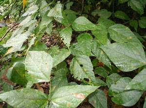  ( - BioBot05237)  @11 [ ] Copyright (2010) Unspecified Unspecified