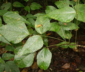  ( - BioBot05237)  @11 [ ] Copyright (2010) Unspecified Unspecified