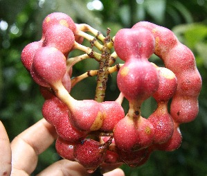  ( - BioBot05239)  @11 [ ] Copyright (2010) Unspecified Unspecified