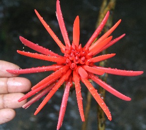  ( - BioBot05239)  @11 [ ] Copyright (2010) Unspecified Unspecified