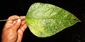  ( - BioBot05239)  @11 [ ] Copyright (2010) Unspecified Unspecified