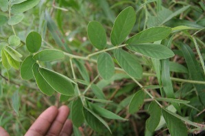  ( - BioBot05271)  @11 [ ] Copyright (2010) Unspecified Unspecified