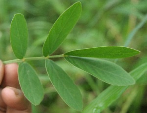  ( - BioBot05271)  @11 [ ] Copyright (2010) Unspecified Unspecified