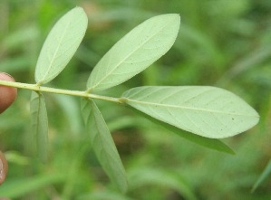  ( - BioBot05271)  @11 [ ] Copyright (2010) Unspecified Unspecified